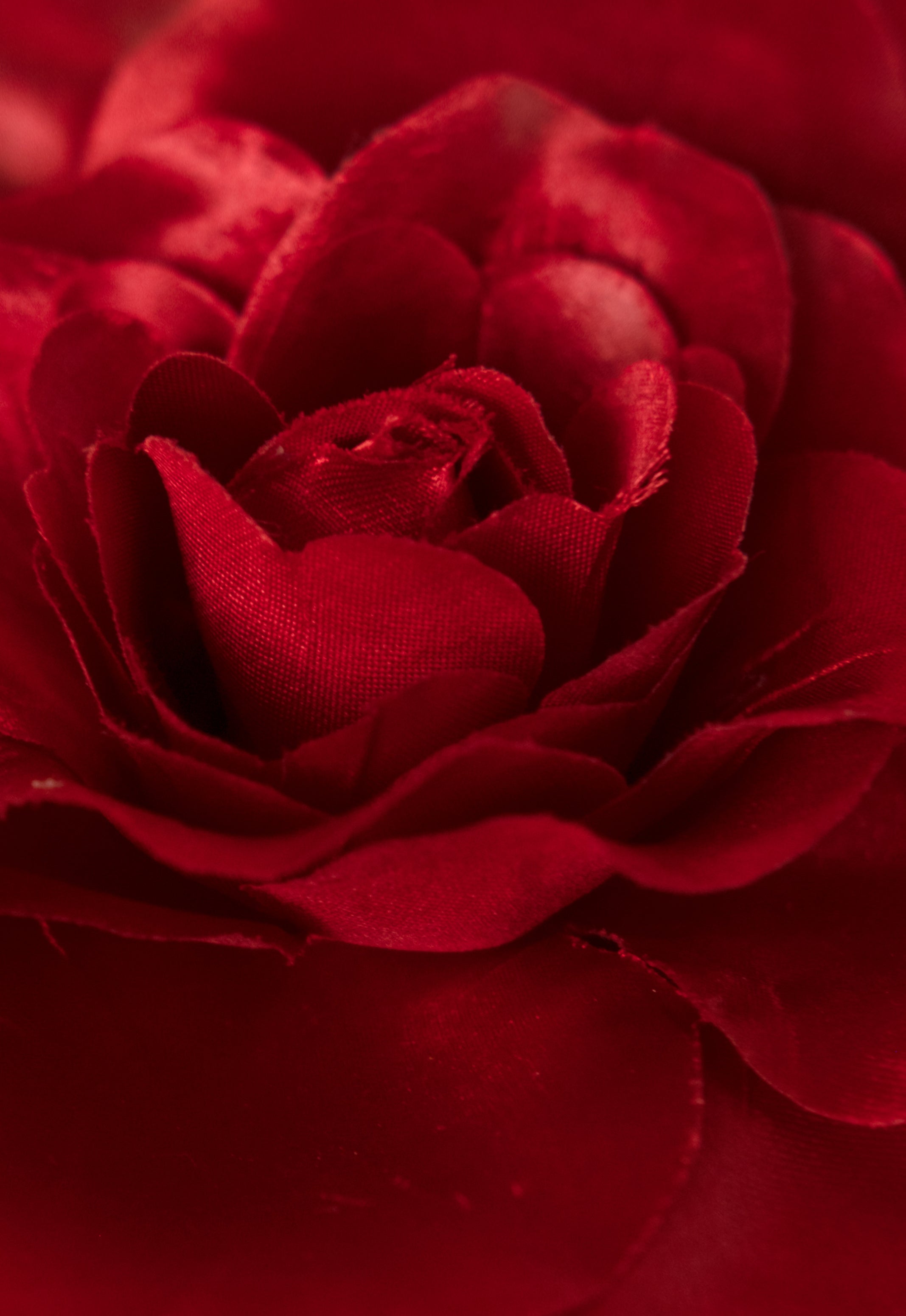 ROSE ROUGE CHOKER