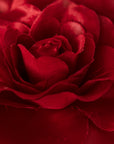 ROSE ROUGE CHOKER
